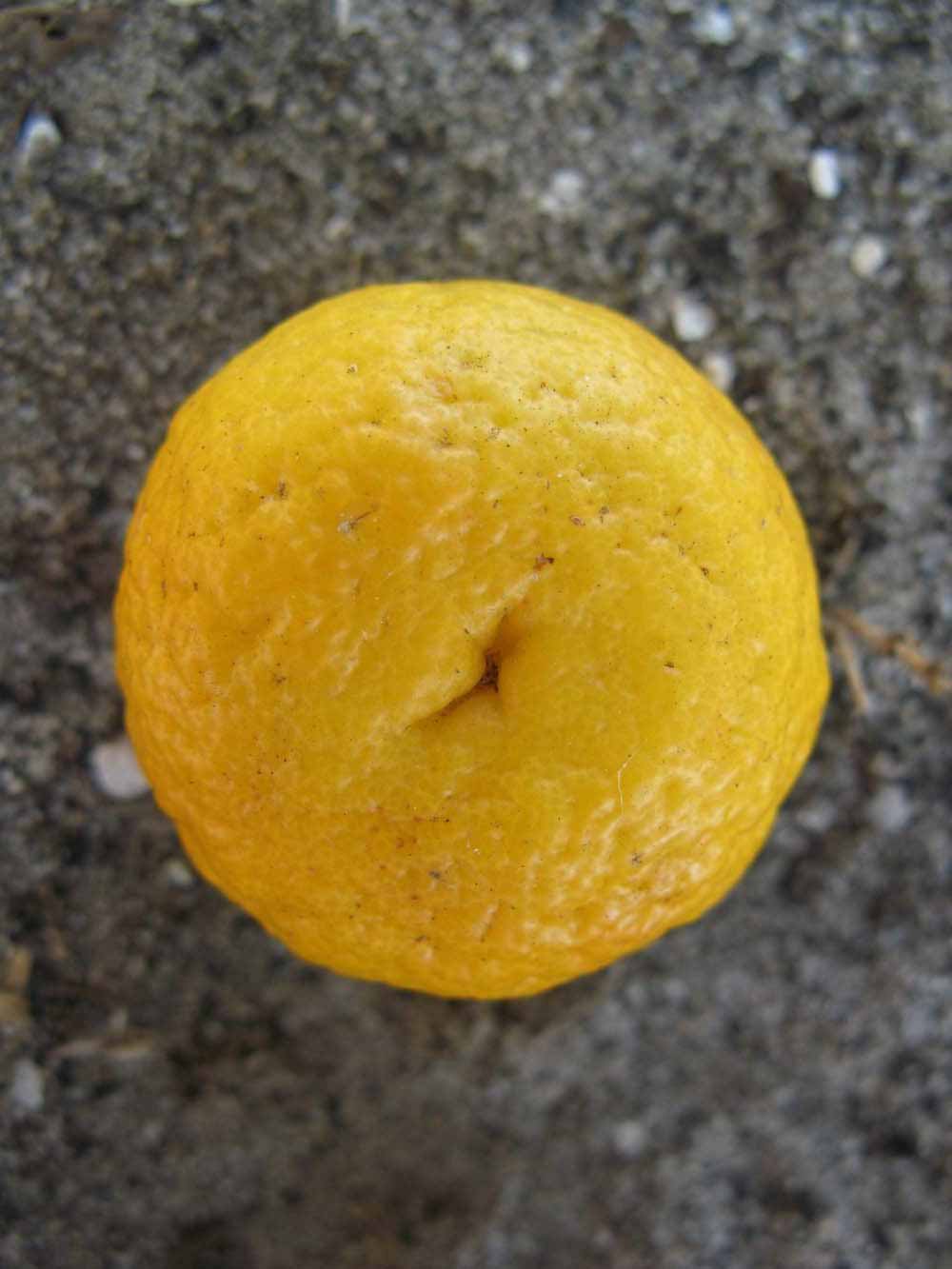              Fruit (Winter Haven, FL)       